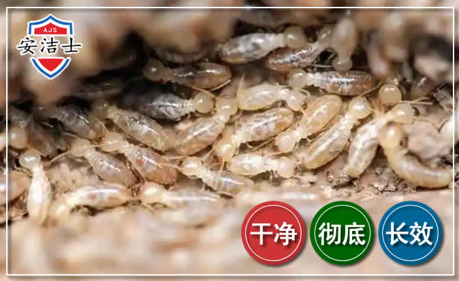 永康白蚁防治