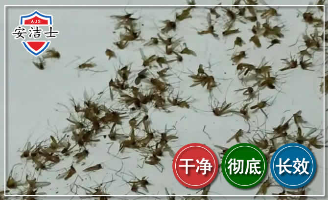 永康苍蝇防治-灭蝇