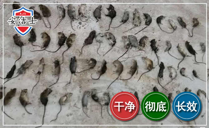 永康鼠害防治-灭鼠