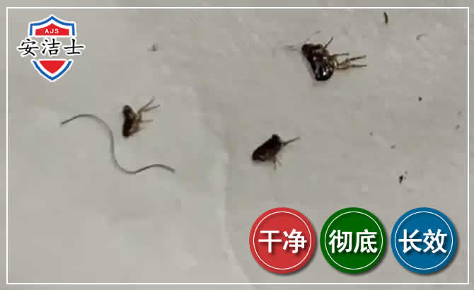 永康跳蚤防治-灭跳蚤