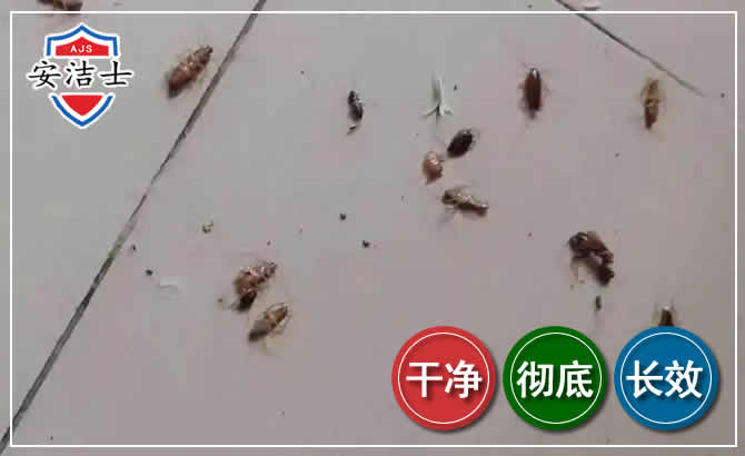 永康蟑螂防治-灭蟑螂