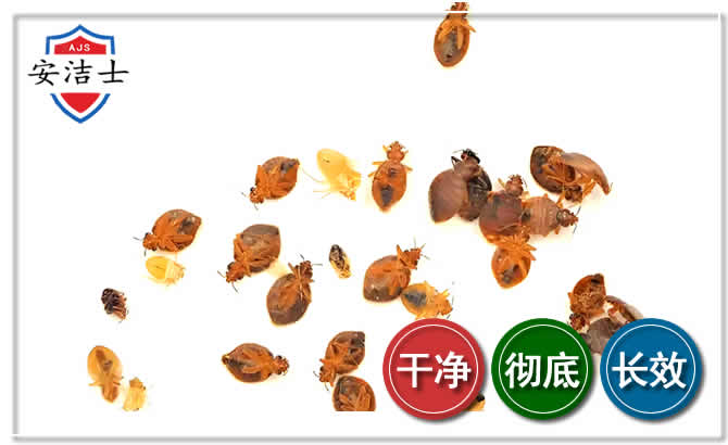 永康臭虫防治-消灭臭虫